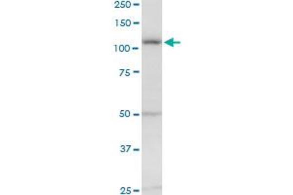 EVC antibody  (AA 1-535)