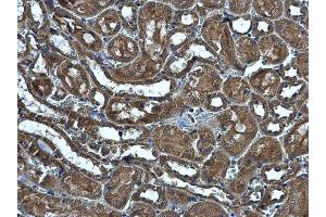 IHC-P Image MRPS5 antibody detects MRPS5 protein at cytoplasm on mouse kidney by immunohistochemical analysis. (MRPS5 抗体)