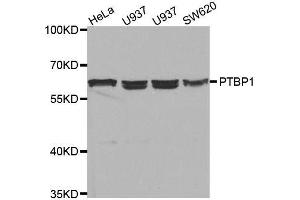 Western blot analysis of extracts of various cell lines, using PTBP1 antibody. (PTBP1 抗体  (AA 1-290))