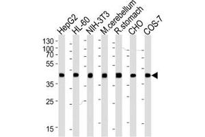 Western Blotting (WB) image for anti-Actin, beta (ACTB) antibody (ABIN3028446)