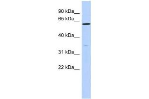 Western Blotting (WB) image for anti-Zinc Finger Protein 431 (ZNF431) antibody (ABIN2458441) (ZNF431 抗体)