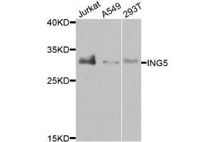 Western blot analysis of extracts of various cells, using ING5 antibody. (ING5 抗体)