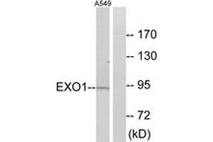 Western blot analysis of extracts from A549 cells, using EXO1 Antibody. (Exonuclease 1 抗体  (AA 61-110))