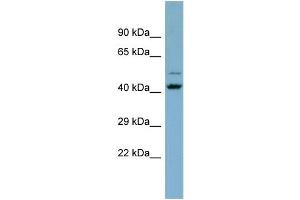 Host:  Rabbit  Target Name:  ZNF506  Sample Type:  THP-1 whole cell lysates  Antibody Dilution:  1. (ZNF506 抗体  (C-Term))