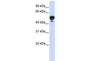 Image no. 1 for anti-Ring Finger Protein 1 (RING1) (AA 252-301) antibody (ABIN6742356) (RING1 抗体  (AA 252-301))