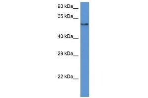 Western Blot showing PAF1 antibody used at a concentration of 1 ug/ml against HepG2 Cell Lysate (PAF1/PD2 抗体  (N-Term))