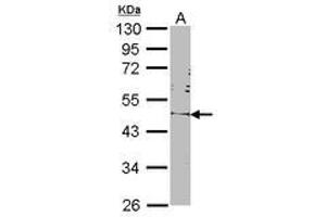 Image no. 2 for anti-POU Class 5 Homeobox 1 (POU5F1) (AA 101-295) antibody (ABIN467420) (OCT4 抗体  (AA 101-295))