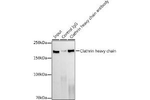 Immunoprecipitation (IP) image for anti-Clathrin Heavy Chain (CLTC) antibody (ABIN7266404)