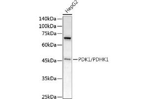 Western Blotting (WB) image for anti-3-phosphoinositide Dependent Protein Kinase-1 (PDPK1) (AA 1-150) antibody (ABIN5663787)
