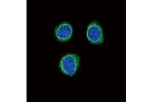 Confocal immunofluorescent analysis of EDNRB Antibody (C-term) (ABIN390760 and ABIN2841017) with 293 cell followed by Alexa Fluor®488-conjugated goat anti-rabbit lgG (green).