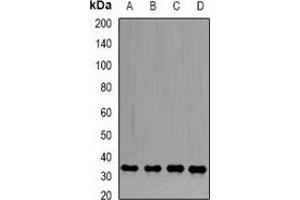 Western blot analysis of PP1 beta expression in HL60 (A), PC3 (B), Hela (C), mouse heart (D) whole cell lysates. (Serine/threonine-Protein Phosphatase PP1-beta Catalytic Subunit (PP1-BETA) 抗体)