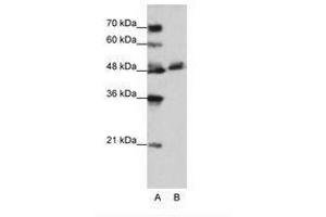 Image no. 1 for anti-WD Repeat Domain 13 (WDR13) (AA 63-112) antibody (ABIN202643) (WDR13 抗体  (AA 63-112))