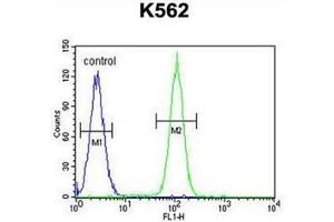 Flow cytometric analysis of K562 cells using DDX27 Antibody (C-term) Cat. (DDX27 抗体  (C-Term))
