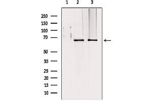 Western blot analysis of extracts from various samples, using TOM70 antibody. (TOM70 抗体  (C-Term))