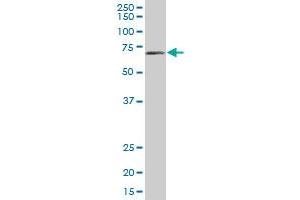 Western Blotting (WB) image for anti-EH-Domain Containing 3 (EHD3) (AA 357-406) antibody (ABIN565473)