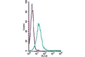 Cell surface detection of TRPC6 by direct flow cytometry in live intact mouse P815 mastocytoma cells: + Rabbit IgG isotype control-FITC.