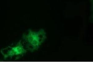 Anti-TCP11L2 mouse monoclonal antibody (ABIN2453875) immunofluorescent staining of COS7 cells transiently transfected by pCMV6-ENTRY TCP11L2 (RC207129). (TCP11L2 抗体)