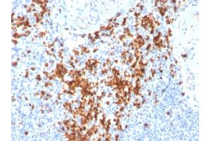 Formalin-fixed, paraffin-embedded human Spleen stained with Granzyme B Monospecific Mouse Monoclonal Antibody (GZMB/3014).