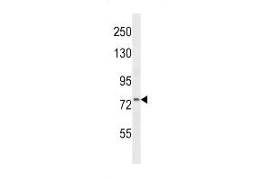 Western blot analysis in HepG2 cell line lysates (35ug/lane).