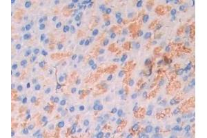 Immunohistochemistry (IHC) image for anti-Carbonic Anhydrase VII (CA7) (AA 58-217) antibody (ABIN7437332)