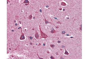 Anti-YWHAQ antibody IHC of human brain, cortex.