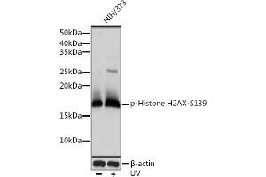 Western blot analysis of extracts of NIH/3T3 cells, using Phospho-Histone H2AX-S139 antibody (ABIN6135258, ABIN6136140, ABIN6136141 and ABIN7101881) at 1:1000 dilution. (Histone H2A 抗体  (pSer139))