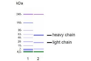 CGE analysis of purified NJ-4F3 monoclonal antibody. (s100a4 抗体)