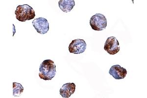 Immunohistochemistry (IHC) image for anti-Methyltransferase Like 7A (METTL7A) (Middle Region) antibody (ABIN1031002) (METTL7A 抗体  (Middle Region))