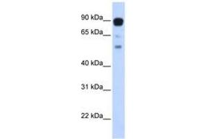 Image no. 1 for anti-Zinc Finger Protein 408 (ZNF408) (AA 648-697) antibody (ABIN6742883) (ZNF408 抗体  (AA 648-697))