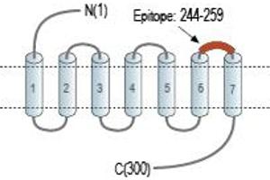 anti-Free Fatty Acid Receptor 1 (FFAR1) (3rd Extracellular Loop), (AA 244-259) antibody