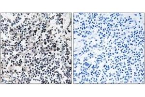 Immunohistochemistry analysis of paraffin-embedded human placenta tissue, using CDC37 (Ab-13) Antibody.