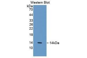 Detection of Recombinant IL33, Human using Monoclonal Antibody to Interleukin 33 (IL33) (IL-33 抗体  (AA 112-270))