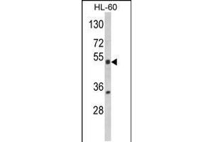 Western blot analysis of NR1I2 Antibody in HL-60 cell line lysates (35ug/lane) (NR1I2 抗体  (AA 100-127))