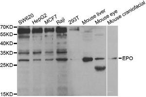 Western Blotting (WB) image for anti-Erythropoietin (EPO) antibody (ABIN1876864) (EPO 抗体)