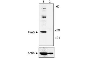 Western Blot of Mouse Anti-BIN3 antibody. (BIN3 抗体)