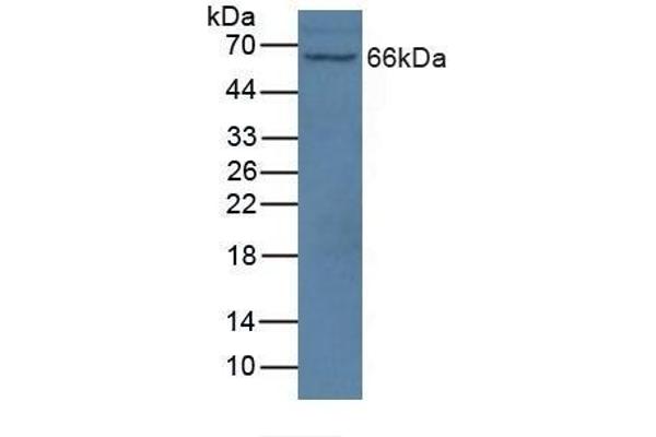 NOS1AP Antikörper  (AA 285-506)