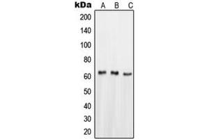 Western blot analysis of NUR77 expression in HeLa (A), HepG2 (B), SHSY5Y (C) whole cell lysates. (NR4A1 抗体  (Center))