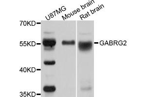 Western blot analysis of extracts of various cell lines, using GABRG2 antibody (ABIN5970868) at 1/1000 dilution. (GABRG2 抗体)