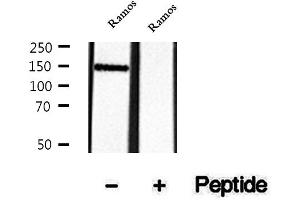 anti-Inositol Polyphosphate-5-Phosphatase, 145kDa (INPP5D) (pTyr1020) antibody