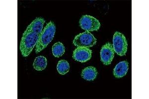 Immunofluorescence (IF) image for anti-Actin, alpha 1, Skeletal Muscle (ACTA1) (AA 346-375) antibody (ABIN3029835)