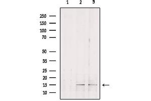 Western blot analysis of extracts from various samples, using GOLT1B Antibody.