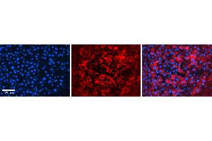 Immunohistochemistry (IHC) image for anti-ATPase, Na+/K+ Transporting, beta 1 Polypeptide (ATP1B1) (C-Term) antibody (ABIN5514516)