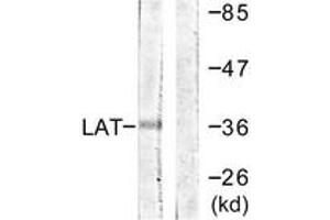 Western Blotting (WB) image for anti-Linker For Activation of T Cells (LAT) (AA 171-220) antibody (ABIN2888734) (LAT 抗体  (AA 171-220))