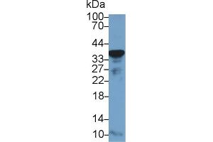 Western Blotting (WB) image for anti-Glyceraldehyde-3-Phosphate Dehydrogenase (GAPDH) (AA 154-324) antibody (ABIN7438157)
