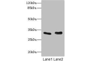 Western blot All lanes: FHL3 antibody at 1.