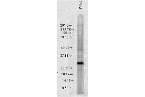 Western blot analysis of Human HeLa cell lysates showing detection of Rab4 protein using Rabbit Anti-Rab4 Polyclonal Antibody . (Rab4 抗体  (C-Term) (APC))