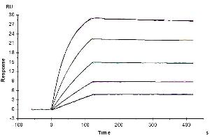 Human TNFRSF11B, His Tag captured on CM5 Chip via Anti-His Antibody can bind Human RANKL, No Tag with an affinity constant of 0.