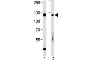 Western Blotting (WB) image for anti-Retinoblastoma Protein (Rb Protein) (AA 586-615) antibody (ABIN3032465)