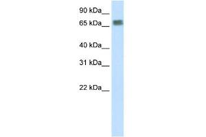 WB Suggested Anti-ZFP64 Antibody Titration:  2.