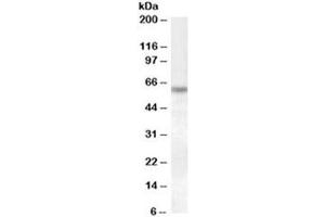 Western blot testing of HeLa lysate with Granulin antibody at 1ug/ml. (Granulin 抗体)
